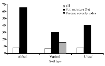 Image for - Etiology of Trichosporium vesiculosum Butl. Causing Blister Bark Disease in Casuarina equisetifolia Forst