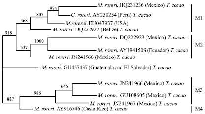 Image for - Morphological and Molecular Characterization of Moniliophthora roreri Causal Agent of Frosty Pod Rot of Cocoa Tree in Tabasco, Mexico