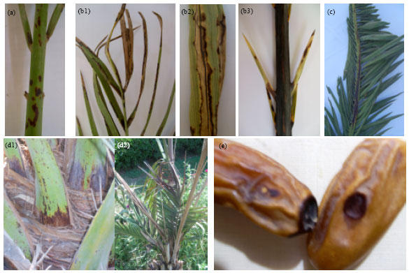 Image for - Occurrence of Some Fungal Diseases on Date Palm Trees in Upper Egypt and its Control