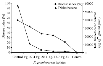 Image for - Aggressiveness of Certain Fusarium graminearum Isolates on Wheat Seedlings and Relation with their Trichothecene Production