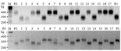 Image for - Microsatellite DNA Markers Indicate Quantitative Trait Loci Controlling  Resistance to Pea Root Rot Caused by Fusarium avenaceum (Corda ex Fries)  Sacc