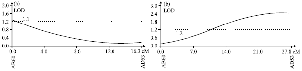 Image for - Microsatellite DNA Markers Indicate Quantitative Trait Loci Controlling  Resistance to Pea Root Rot Caused by Fusarium avenaceum (Corda ex Fries)  Sacc