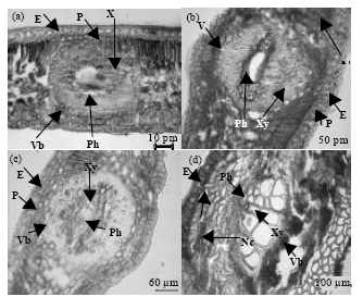 Image for - Histopathological Study of Infection Process of Colletotrichum gloeosporioides Penz and Sacc. on Mangifera indica L.