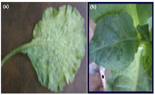 Image for - Characterization of an Isolate of Cucumber mosaic cucumovirus from Radish (Raphanus sativus) in Iraq