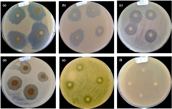 Image for - Antibacterial Activity of Some Invasive Alien Species Extracts Against Tomato  (Lycopersicon esculentum Mill) Bacterial Wilt Caused by Ralstonia solanacearum (Smith)