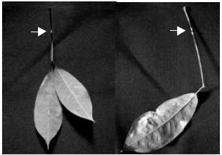 Image for - Chitosan Inhibits the Growth of Phytophthora botryosa: The Causal Agent of Para Rubber Leaf Fall Disease