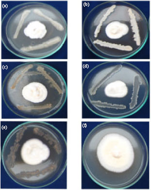 Image for - Ecofriendly Approaches of Potential Microbial Bioagents in Management of  Sheath Rot Disease in Rice Caused by Sarocladium oryzae (Sawada)