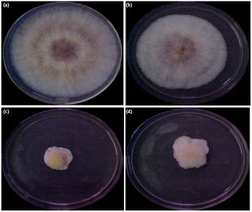 Image for - Screening of Medicinal Plant Leaf Extract in the Control of Seed Borne Fusarium  graminearum and Fusarium moniliforme Conidial Germination under in  vitro Condition