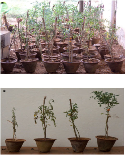 Image for - Evaluation of Combined Efficacy of Pseudomonas fluorescens and Bacillus  subtilis in Managing Tomato Wilt Caused by Fusarium oxysporum f.  sp. lycopersici (Fol)