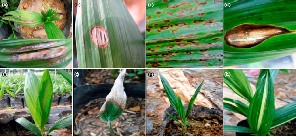 Image for - A Survey of Diseases and Disorders in Oil Palms of Southern Thailand