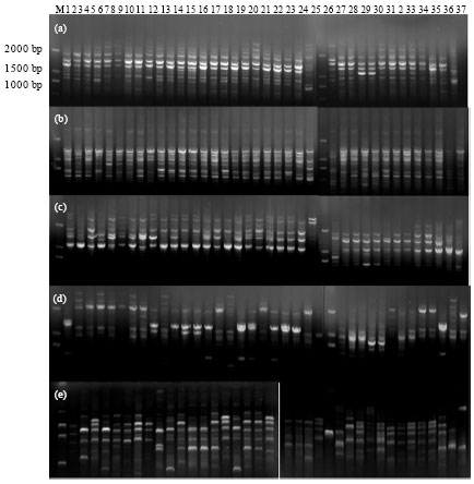 Image for - DNA Sequencing and UP-PCR Characterization of Fusarium oxysporum Isolates from Three Cucurbit Species