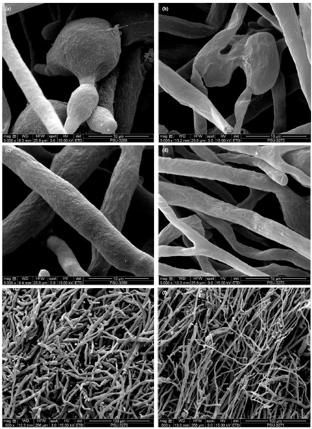 Image for - Chitosan Inhibits the Growth of Phytophthora botryosa: The Causal Agent of Para Rubber Leaf Fall Disease