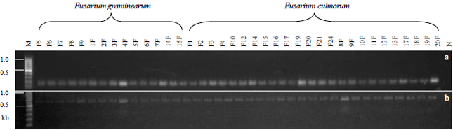 Image for - Tri4 and tri5 Gene Expression Analysis in Fusarium graminearum  and F. culmorum Isolates by qPCR
