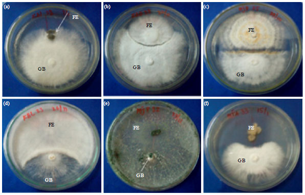 Image for - Antagonistic Activity Assessment of Fungal Endophytes from Oil Palm Tissues Against Ganoderma boninense Pat