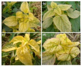 Image for - Ageratum conyzoides Harbours Mungbean yellow mosaic India virus