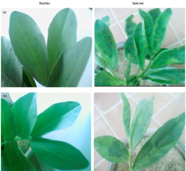 Image for - Revolutionize in Protein Patterns of Different Vicia faba L. Cultivars  Infected with Broad bean true mosaic virus under Salicylic Acid Treatments