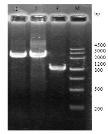 Image for - Knockout of ituD Gene of Bacillus subtilis S44 Strain and  Impact of its Biocontrol Effect to Cotton Rhizoctoniosis