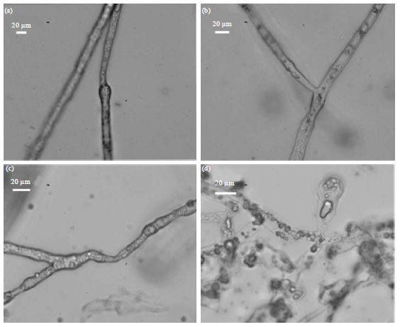 Image for - Activities of Three Agrochemicals against Phytophthora parasitica var. nicotianae and its Metabolic Fingerprints under Chemical Pressures