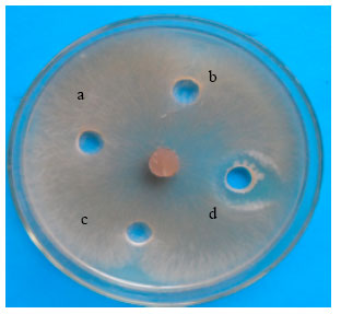 Image for - Knockout of ituD Gene of Bacillus subtilis S44 Strain and  Impact of its Biocontrol Effect to Cotton Rhizoctoniosis