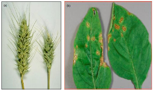 Image for - Nanotechnology: Scope and Application in Plant Disease Management