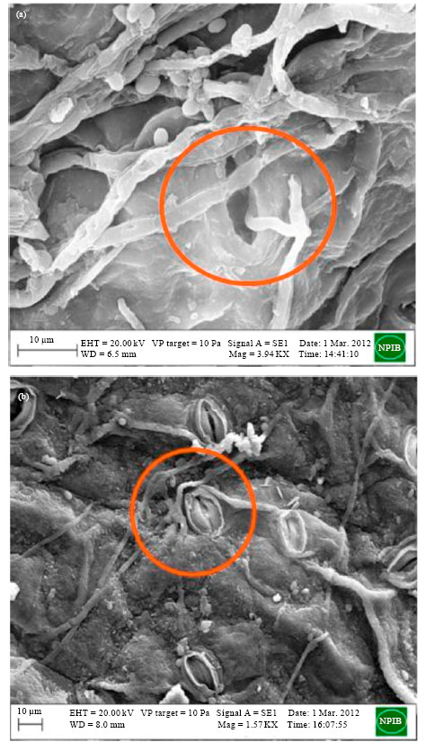 Image for - Penetration and Infection Processes of Alternaria brassicicola on Cauliflower Leaf  and Alternaria brassicae on Mustard Leaf: A Histopathological Study