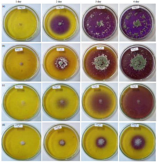 Image for - Antagonistic Activity Assessment of Fungal Endophytes from Oil Palm Tissues Against Ganoderma boninense Pat