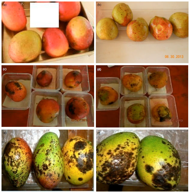 Image for - Distribution and Occurrence of Mango Anthracnose (Colletotrichum gloesporioides Penz and Sacc) in Humid Agro-ecology of Southwest Ethiopia