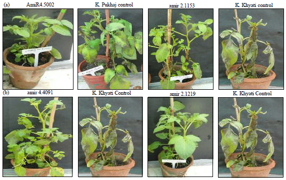 Image for - Artifical MicroRNA Mediated Gene Silencing of Phytophthora infestans  Single Effector Avr3a Gene Imparts Moderate Type of Late Blight Resistance in  Potato