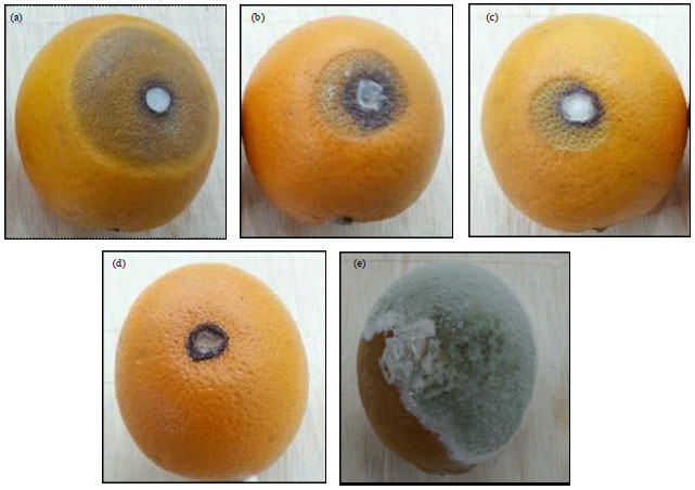 Image for - Efficacy Evaluation of Iraqi Propolis Against Gray Mold of Stored Orange Caused by Penicillium digitatum