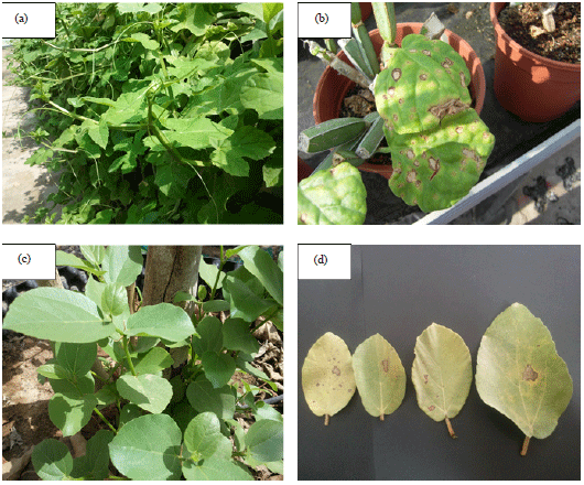 Image for - Association of Alternaria alternata and Cladosporium cladosporioides  with Leaf Spot in Cissus quadrangularis and Ficus sycomorus