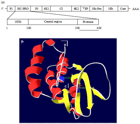 Image for - Sequence Motif Comparison and Homology Modeling of Helper Component Proteinase (HC-Pro) of Banana bract mosaic virus