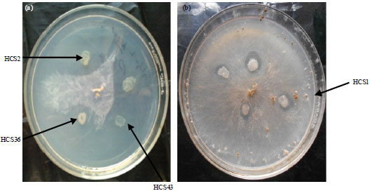 Image for - Suppression of Rhizoctonia solani Root Rot Disease of Clusterbean (Cyamopsis tetragonoloba) and Plant Growth Promotion by Rhizosphere Bacteria