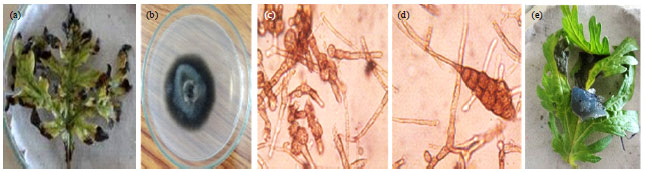 Image for - Biocontrol Potential of Four Deadly Strains of Alternaria macrospora Isolated from Parthenium Weed