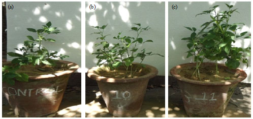 Image for - Suppression of Rhizoctonia solani Root Rot Disease of Clusterbean (Cyamopsis tetragonoloba) and Plant Growth Promotion by Rhizosphere Bacteria