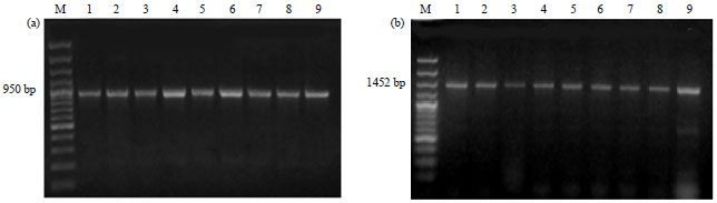 Image for - Detection and Molecular Characterization of some Egyptian Isolates of Ralstonia solanacearum by Nested-PCR and PCR-RFLP Analyses