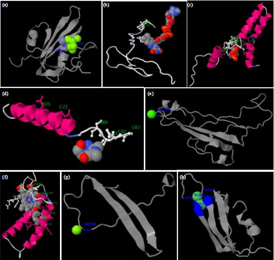 Image for - Prediction of Binding Site in Eight Protein Molecules of Begomovirus and its Satellite Components i.e. Betasatellite and Alphasatellite Isolated from Infected Ornamental Plant