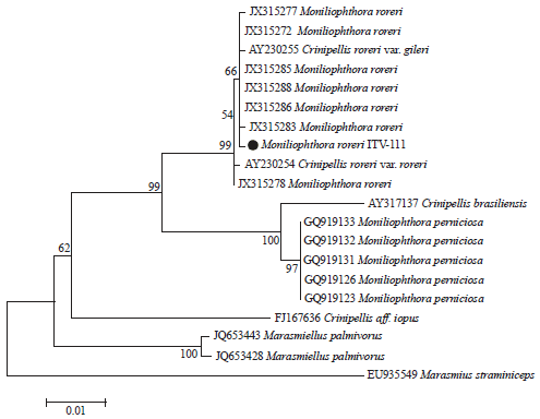Image for - Expression of Hydrolytic Enzymes During Interaction of Moniliophthora roreri, Causal Agent of Frosty Pod Rot and Theobroma cacao Pods