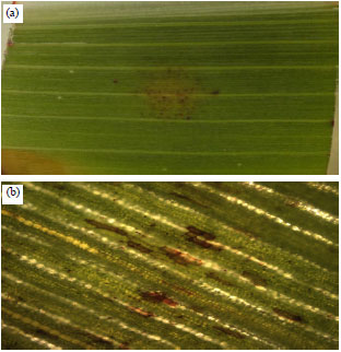 Image for - Excised Leaf Method for High Volume Evaluation of Sorghum Germplasm for Resistance Against Colletotrichum sublineolum
