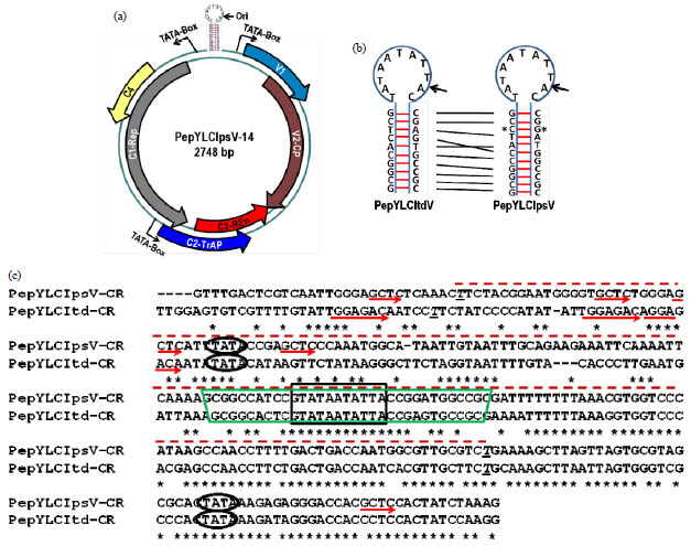 Image for - A Pathogenic Isolate of Monopartite PepYLCV DNA A-like Genome Differs Significantly in C1 Gene and CR Sequence, but not in their other Genes