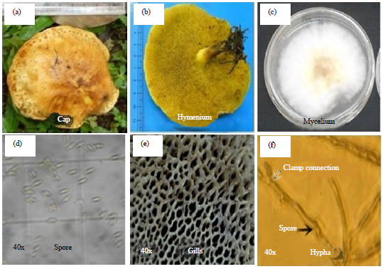 Image for - Diversity of Suillus Fungi from Pine (Pinus merkusii) Stands at Various Locations in Bandung Area, Indonesia