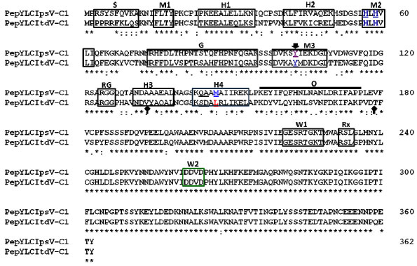 Image for - A Pathogenic Isolate of Monopartite PepYLCV DNA A-like Genome Differs Significantly in C1 Gene and CR Sequence, but not in their other Genes