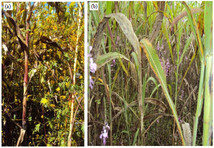 Image for - Distribution and Importance of Sorghum Anthracnose (Colletotrichum sublineolum) in Southwestern and Western Ethiopia