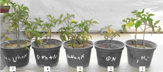 Image for - Comparison Study Between Silver Nanoparticles and Two Nematicides Against Meloidogyne incognita on Tomato Seedlings