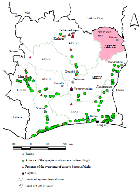 Image for - Geographical Distribution and Incidence of Cassava Bacterial Blight (Manihot esculenta Crantz) Caused by Xanthomonas axonopodis pv. manihotis in Two Agro-ecological Zones of Cote d
