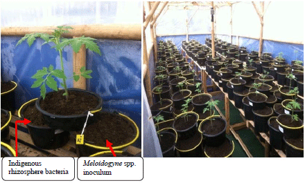 Image for - Role of Indigenous Rhizosphere Bacteria in Suppressing Root-knot Nematode and Improve Plant Growth Tomato