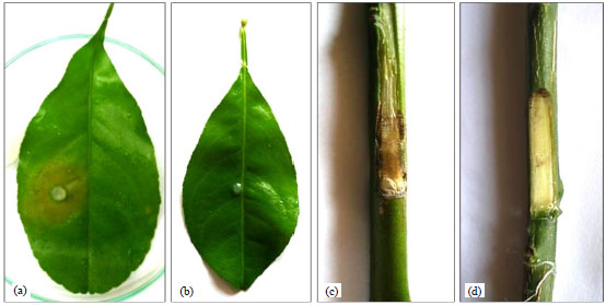 Image for - Extracellular Cystatin-like Protease Inhibitor (EPIC1) Gene Based PCR Primers for Specific Detection of Phytophthora nicotianae Infecting Citrus