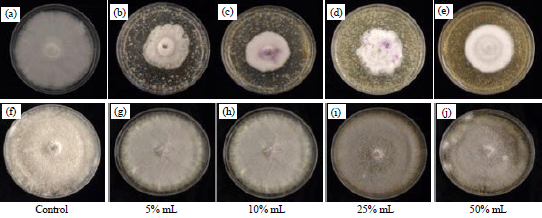Image for - In vitro Biocontrol Potential of Agro-waste Compost to Suppress Fusarium oxysporum, the Causal Pathogen of Vascular Wilt Disease of Roselle