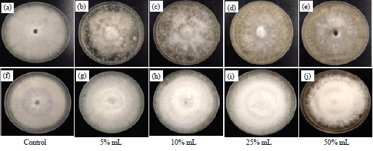 Image for - In vitro Biocontrol Potential of Agro-waste Compost to Suppress Fusarium oxysporum, the Causal Pathogen of Vascular Wilt Disease of Roselle