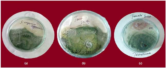 Image for - In vitro Evaluation of Trichoderma Species Against Fusarium oxysporum f. sp. lycopersici Causing Tomato Wilt