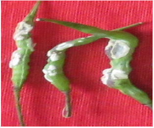 Image for - Disease Assessment Key for White Rust Disease Caused by Albugo candida, in Rapeseed-Mustard